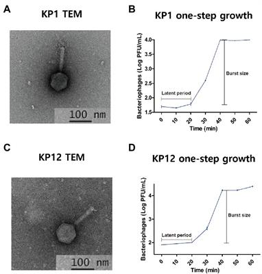 Characterization of Klebsiella pneumoniae bacteriophages, KP1 and KP12, with deep learning-based structure prediction